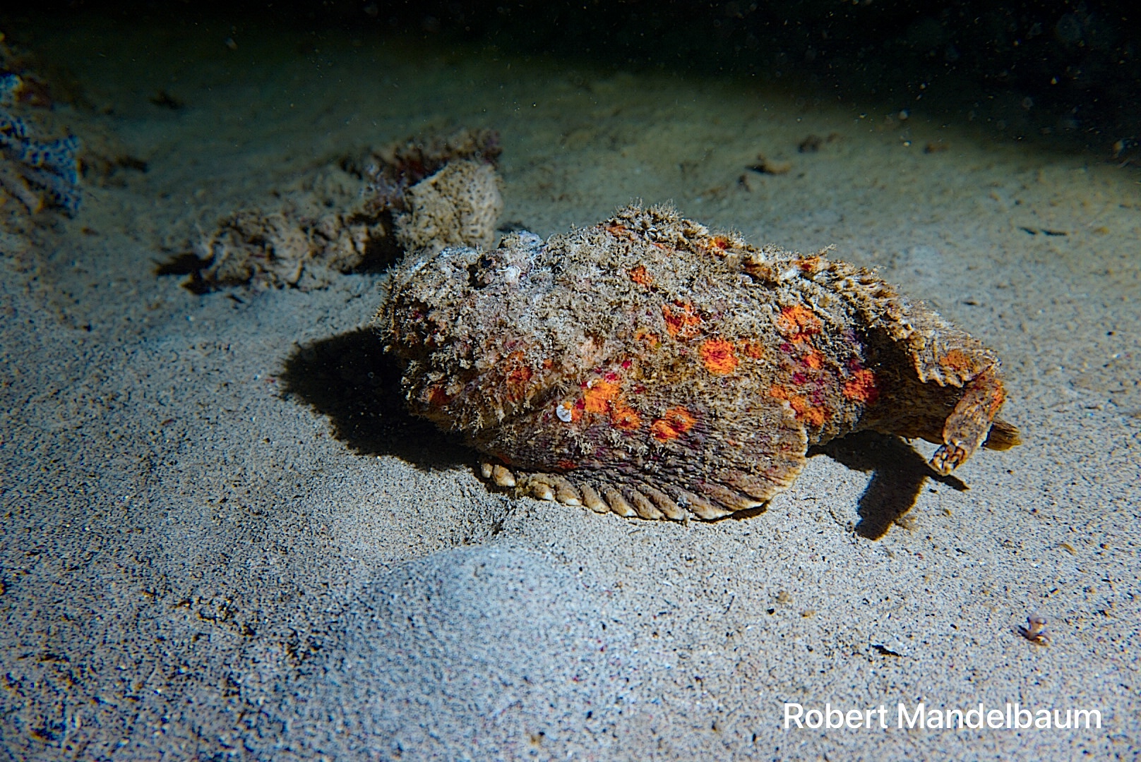 Scuba diving