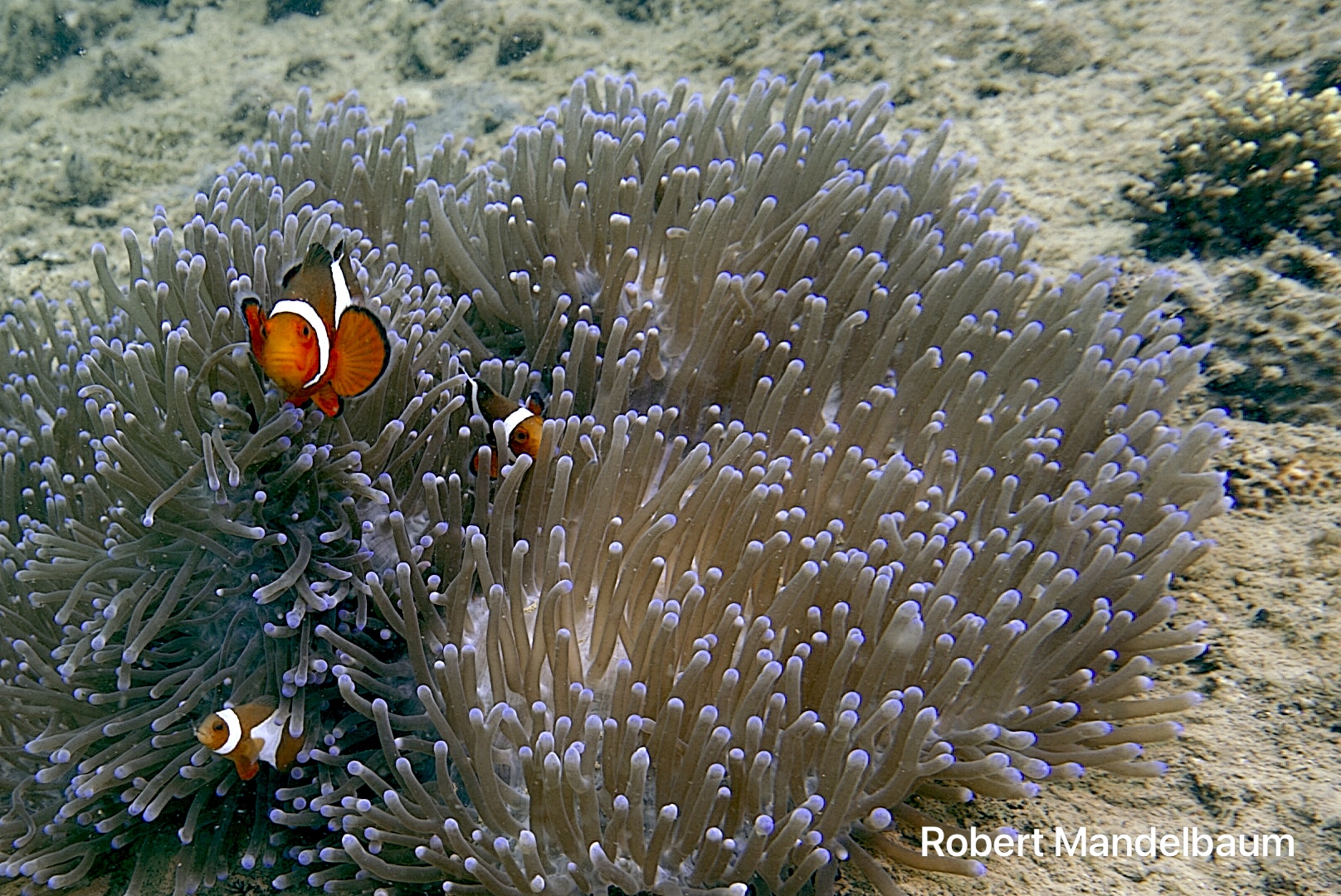 Scuba diving